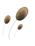 Imagem de espermatozóides do macho reprodutor - Lar do Labrador
